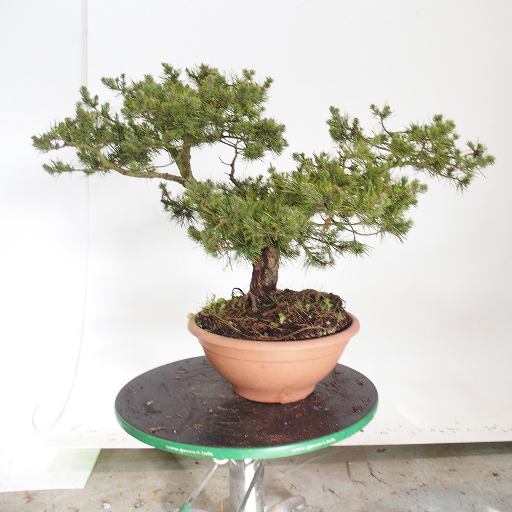 Yamadori - Pinus sylvestris Spagna