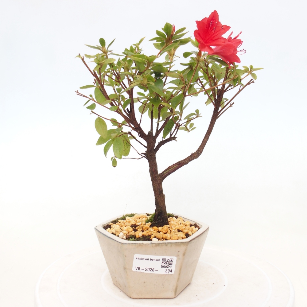 Bonsai da esterno - Azalea giapponese - Azalea sp.