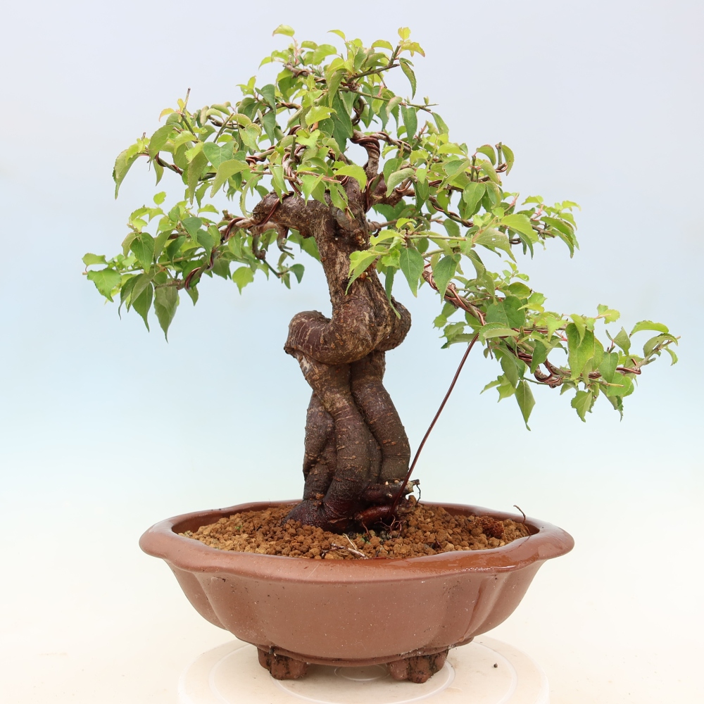 Bonsai da esterno - Albicocco giapponese - Prunus Mume