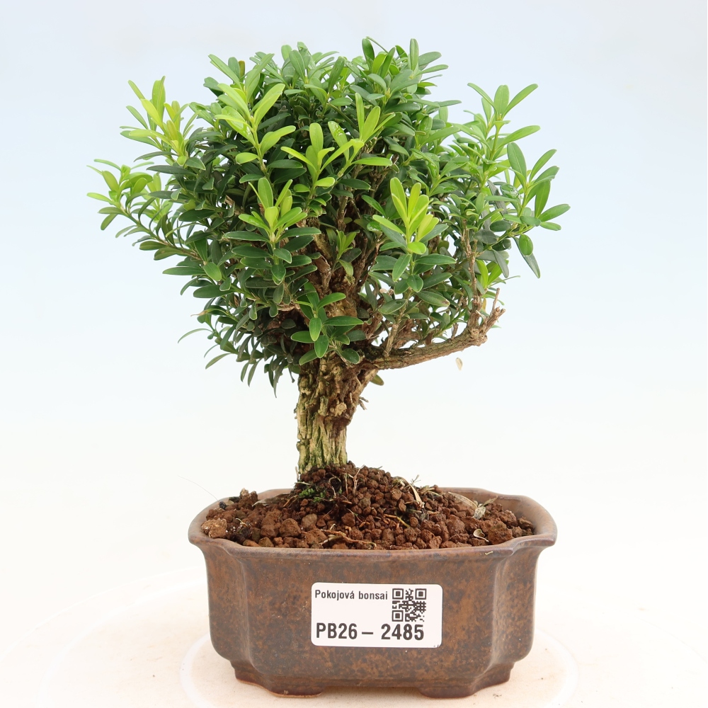 Camera bonsai - Buxus harlandii - buxus da sughero