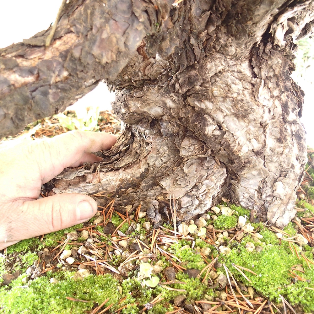 Yamadori - Pinus sylvestris Spagna