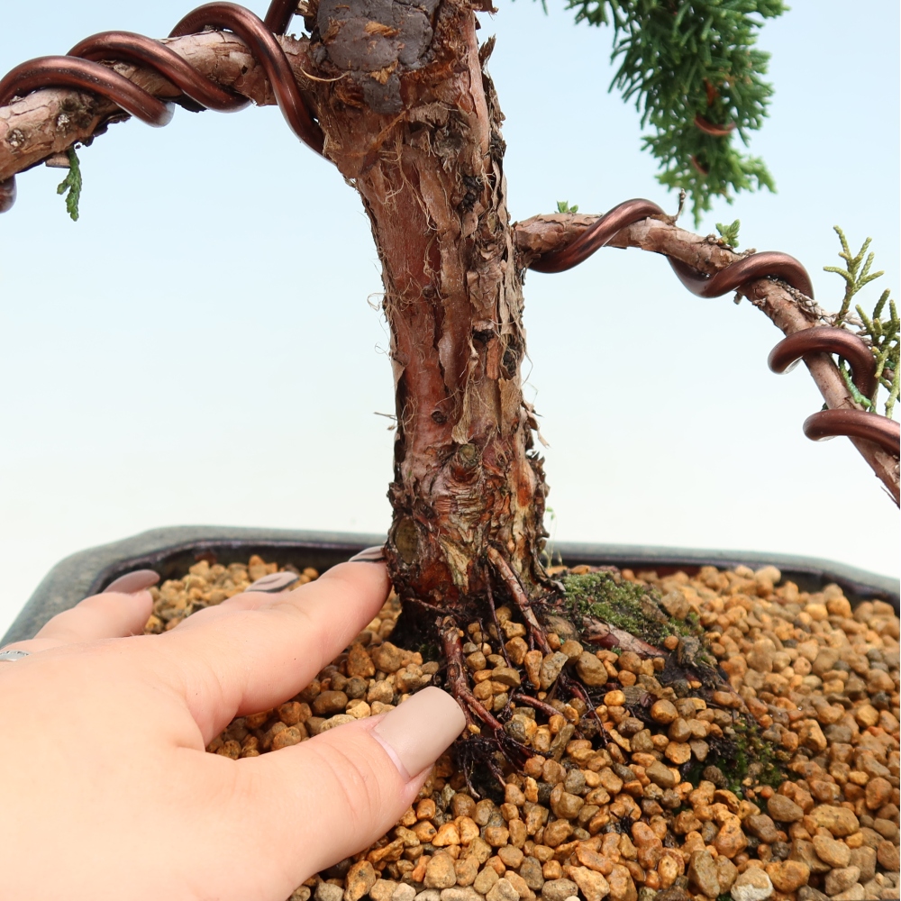 Bonsai da esterno - Juniperus chinensis Kishu