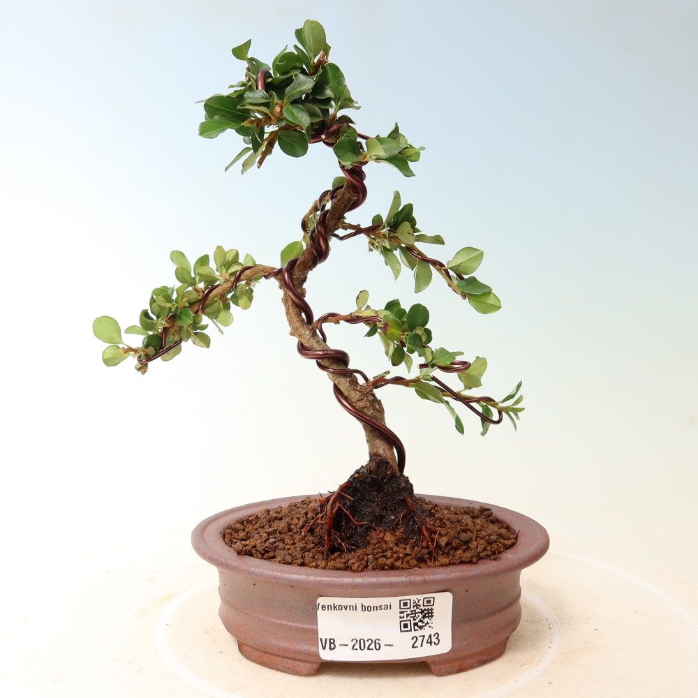 Bonsai da esterno - Cotoneaster horizontalis - Montagna rocciosa