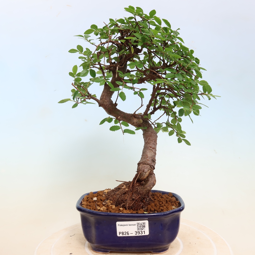 Camera bonsai - Ulmus parvifolia - Olmo a foglie piccole