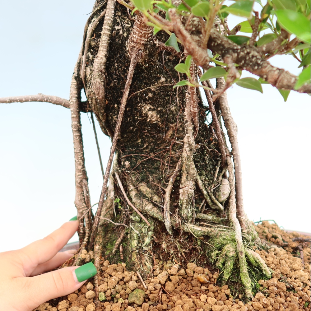 Camera bonsai - Ficus kimmen - ficus a foglie piccole