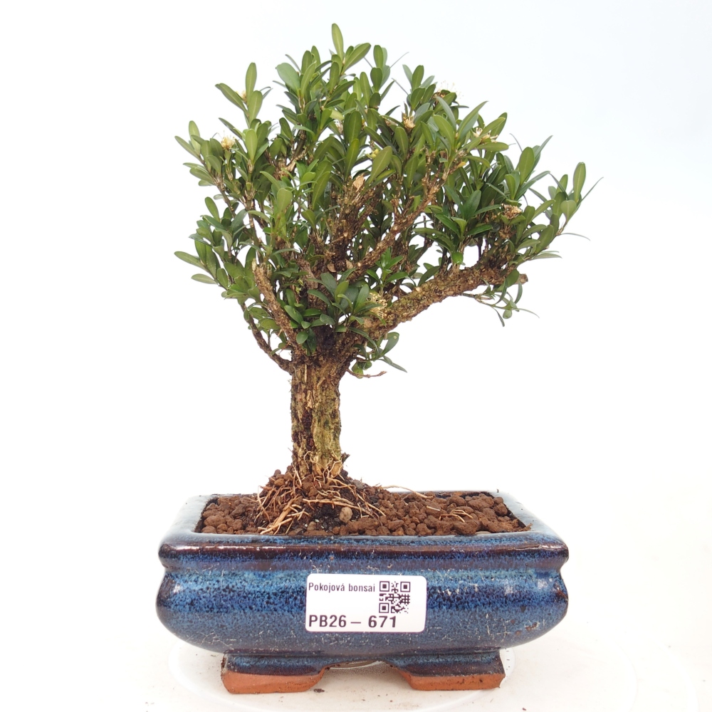 Camera bonsai - Buxus harlandii - buxus da sughero