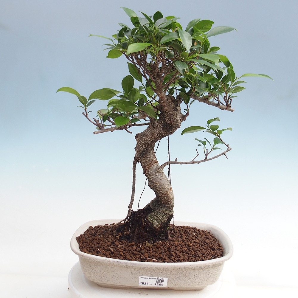 Camera bonsai - Ficus kimmen - ficus a foglie piccole
