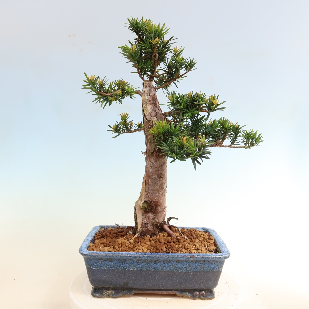 Bonsai da esterno - Taxus cuspidata - Tasso giapponese