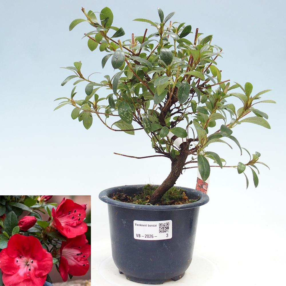 Bonsai da esterno - Azalea giapponese - Azalea Benibeni
