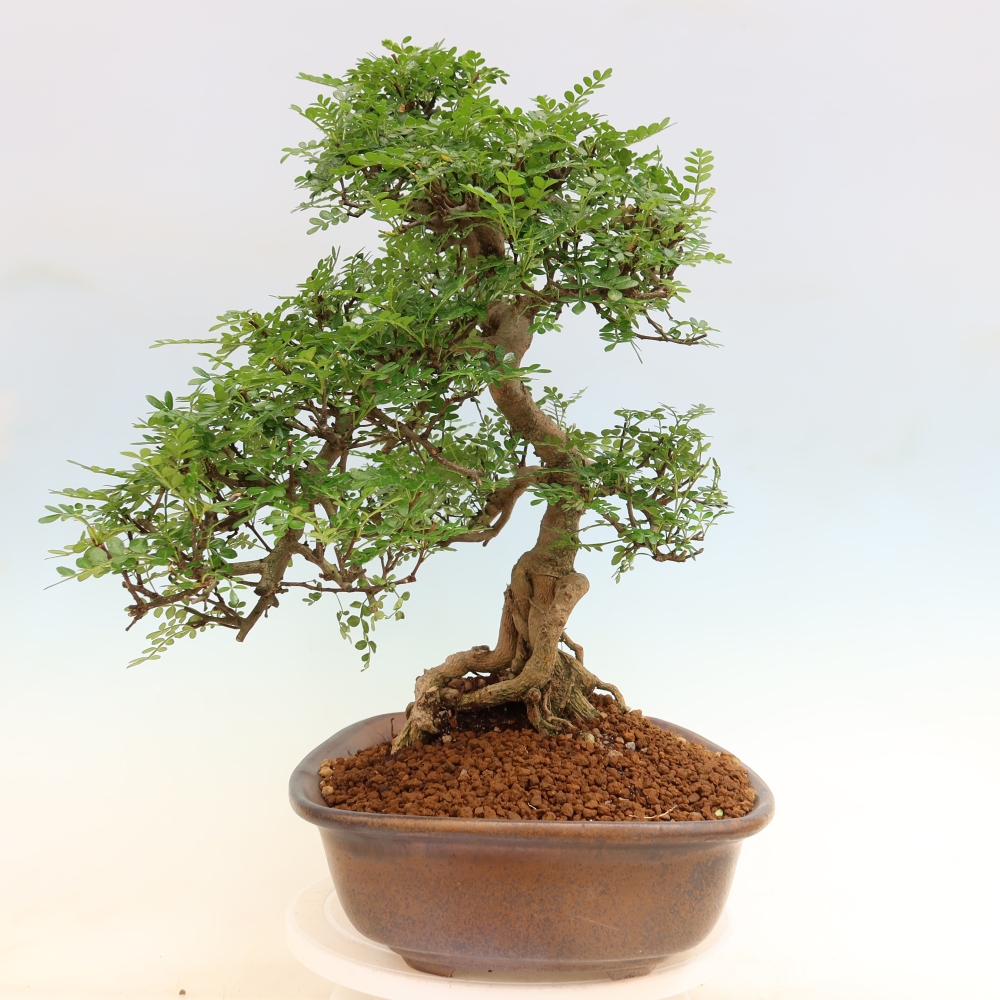 Camera bonsai - Zantoxylum piperitum - albero del pepe
