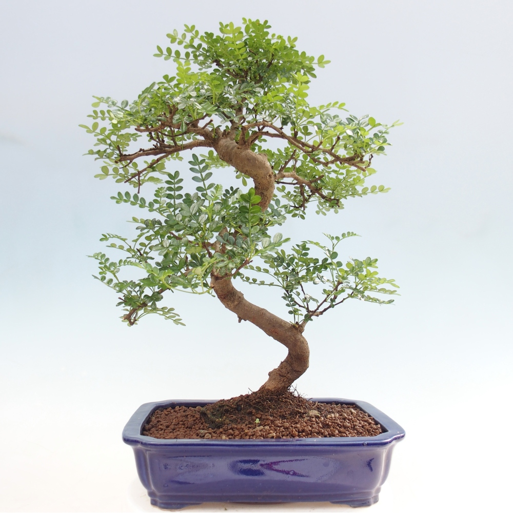 Camera bonsai - Zantoxylum piperitum - albero del pepe