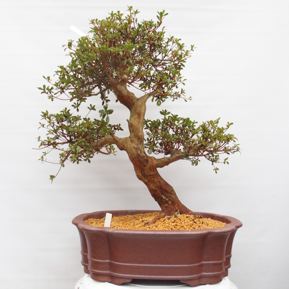 Bonsai da esterno - Azalea giapponese - Azalea Miyabihime