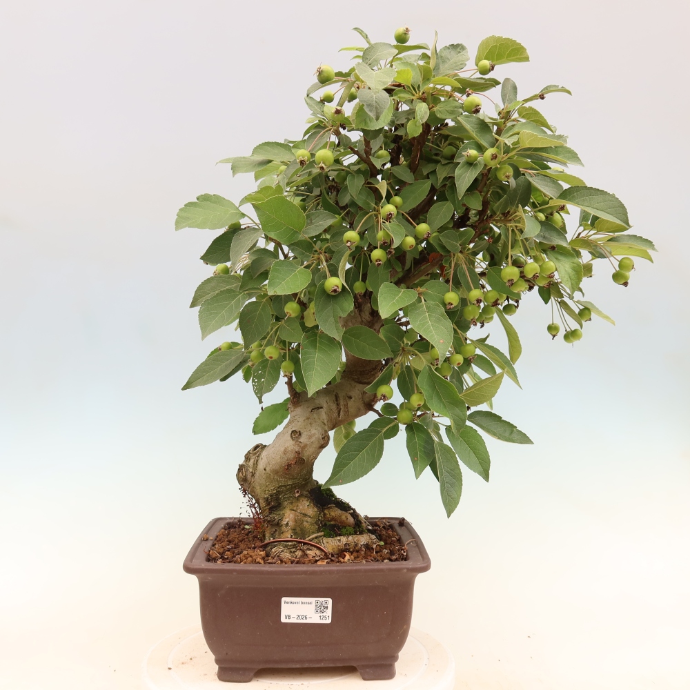 Bonsai da esterno -Malus halliana - Melo a frutto piccolo