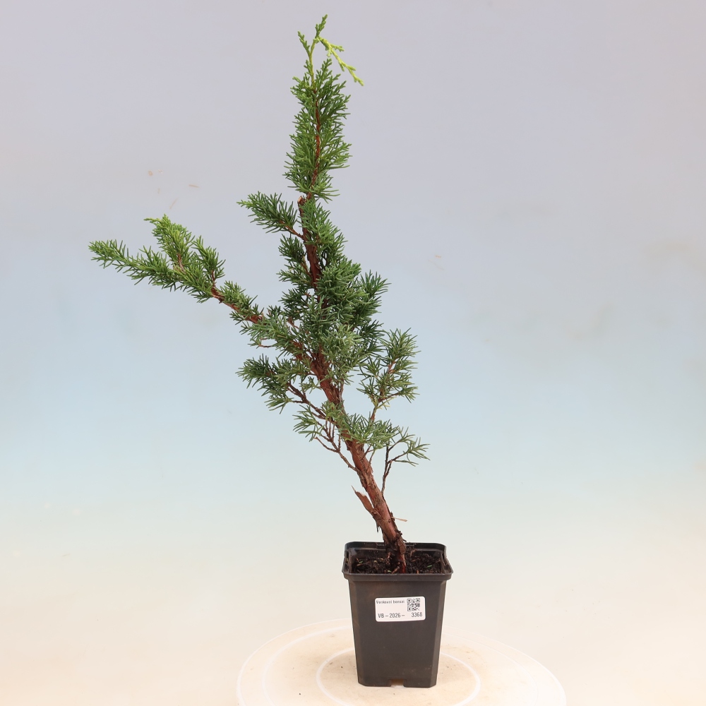 Bonsai da esterno - Juniperus chinensis Kishu