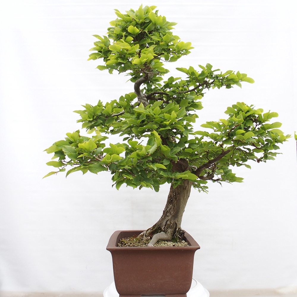 Bonsai da esterno - Carpino - Carpinus betulus