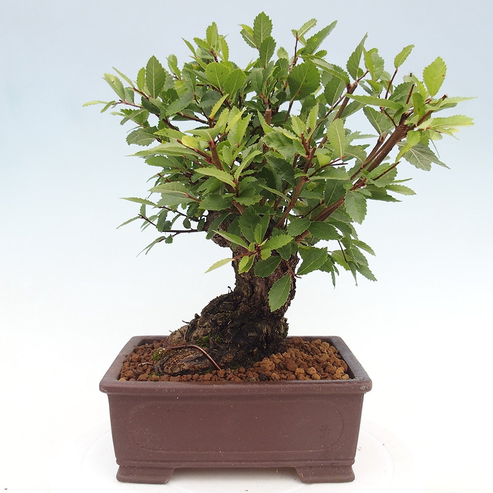 Bonsai da esterno - Zelkova - Zelkova NIRE