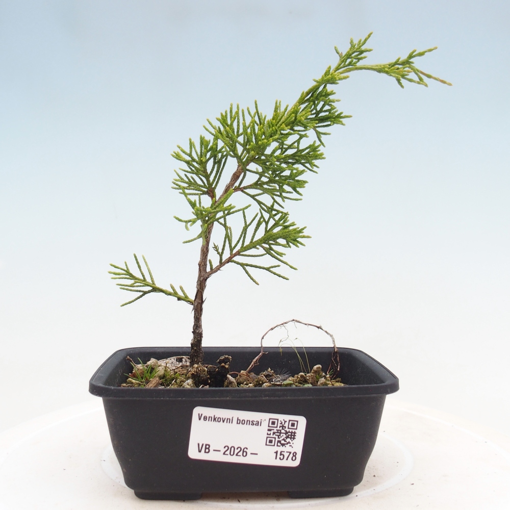 Bonsai da esterno - Juniperus chinensis Itoigawa