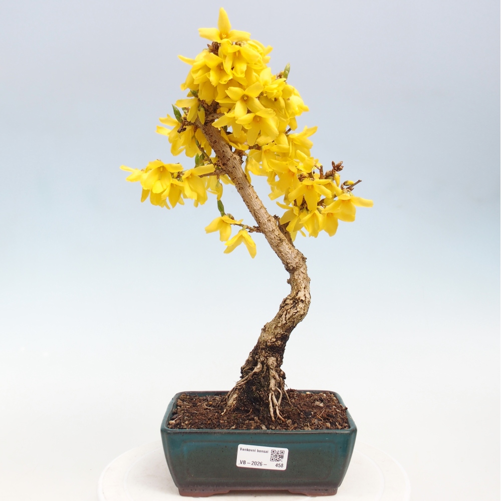 Bonsai da esterno - Zlatice - Forsythia intermedia