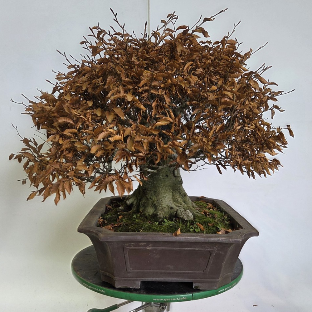 Bonsai da esterno - Fagus crenata