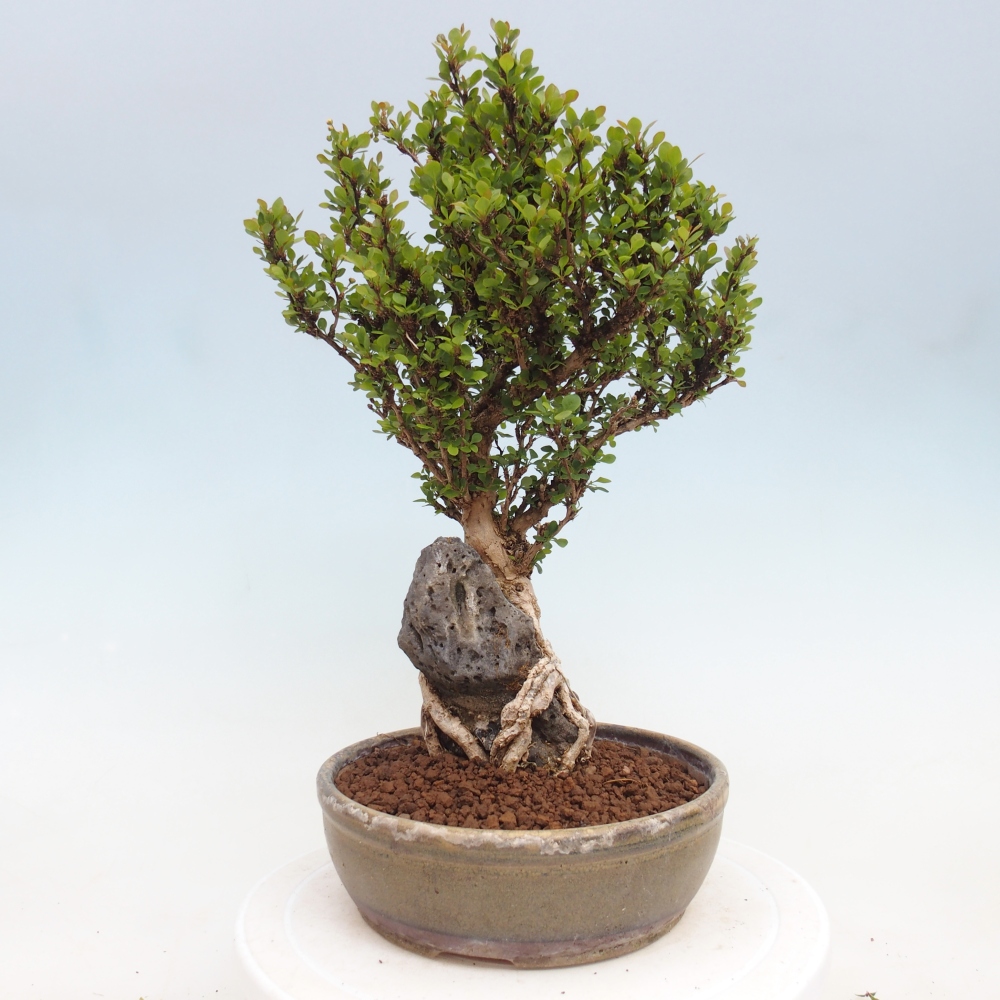 Bonsai da esterno - Berberis coreana