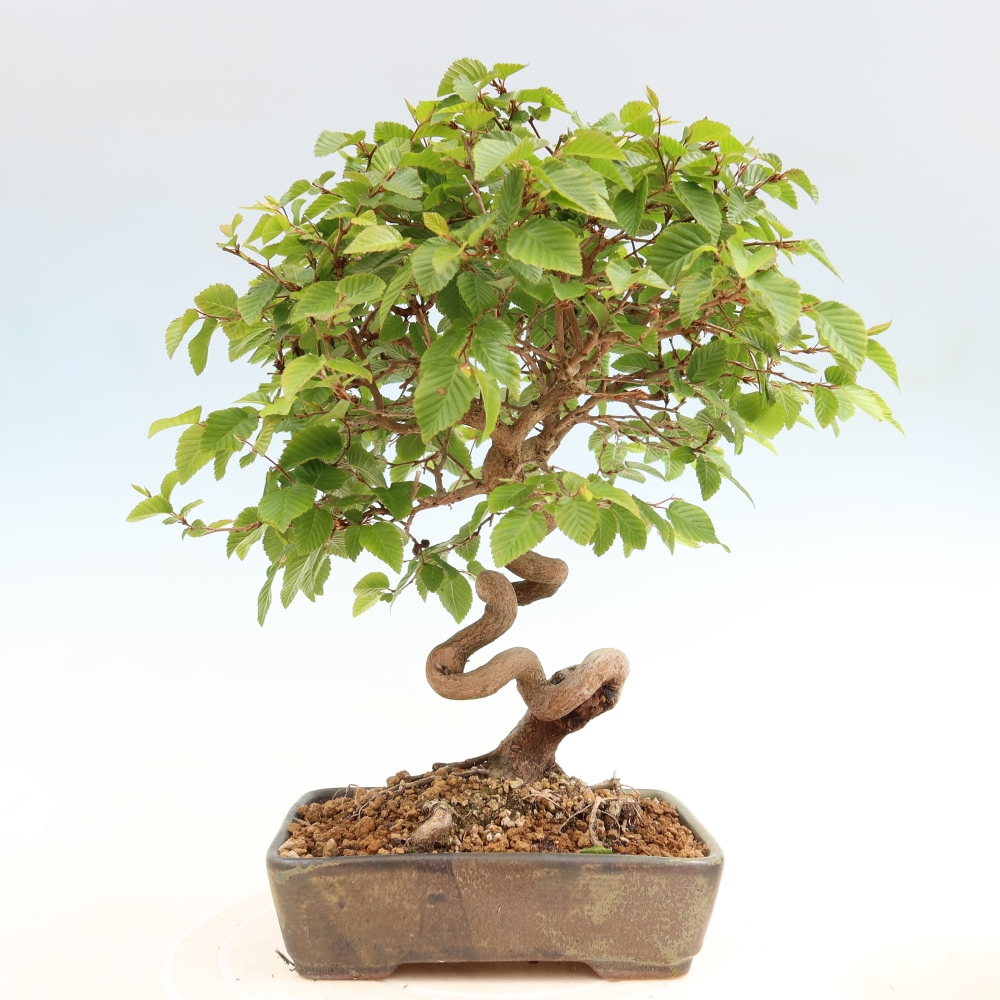 Bonsai da esterno -Carpinus Coreana - Carpino coreano