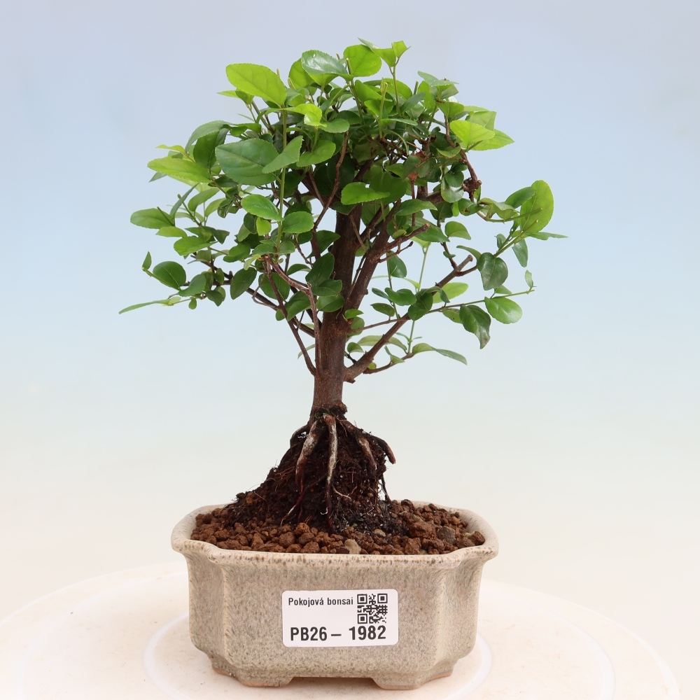 Camera bonsai - Sageretia thea - Sageretia thea