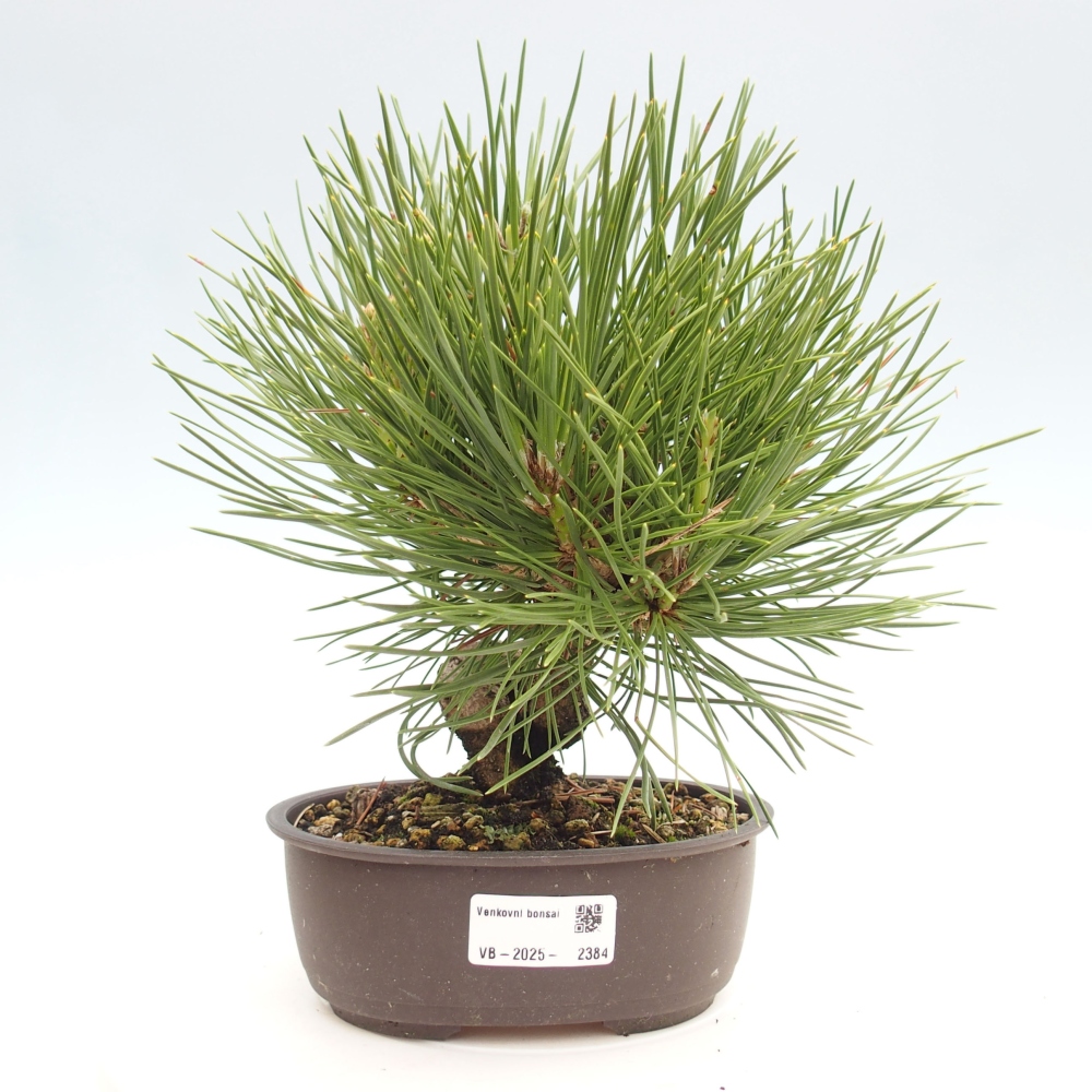 Bonsai da esterno - Pinus thunbergii - Pino di Thunberg