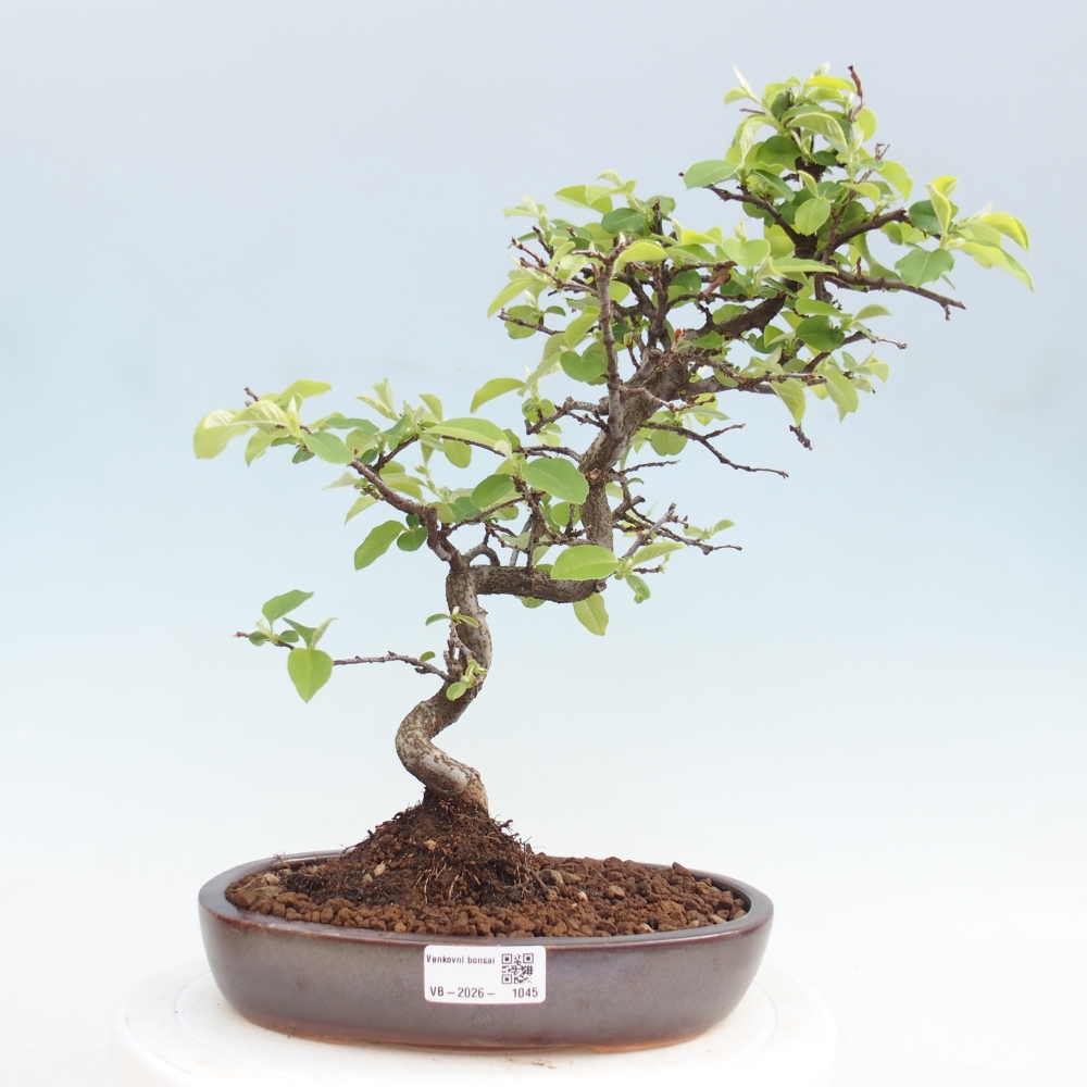 Bonsai da esterno - Chaneomeles chinensis