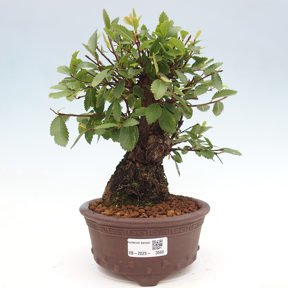 Bonsai da esterno - Zelkova - Zelkova NIRE