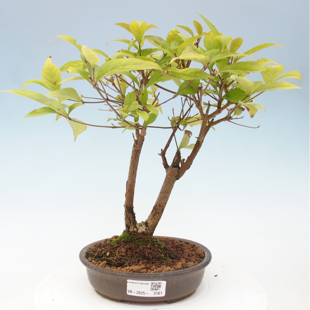 Bonsai da esterno - Callicarpa japonica