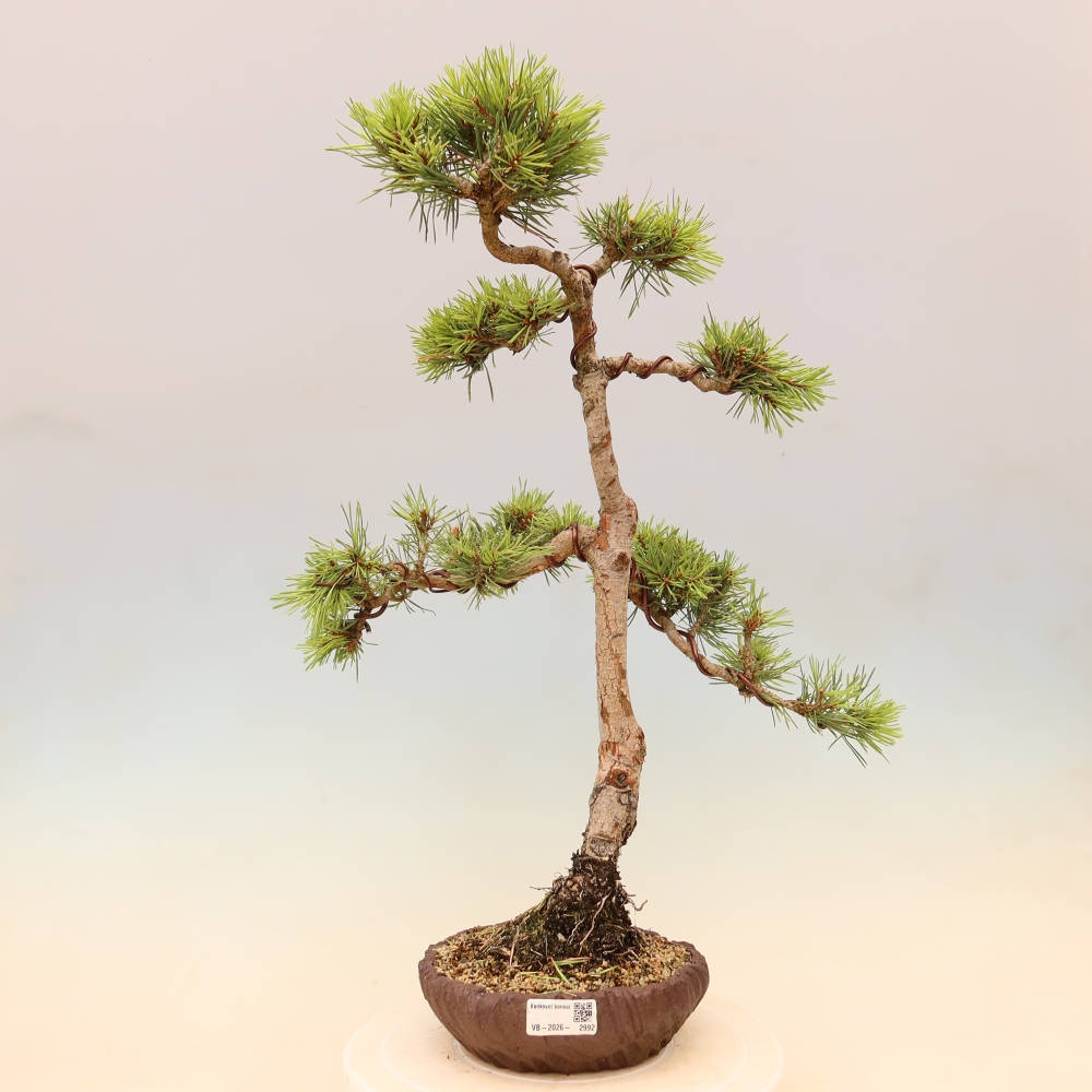Bonsai da esterno - Pinus Sylvestris Watererri - Pino silvestre