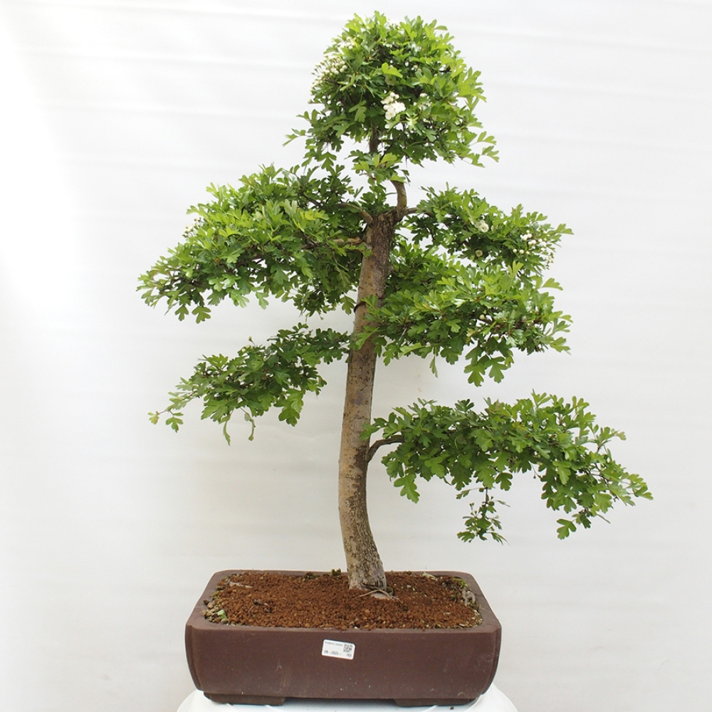Bonsai da esterno - Biancospino - Crataegus monogyna