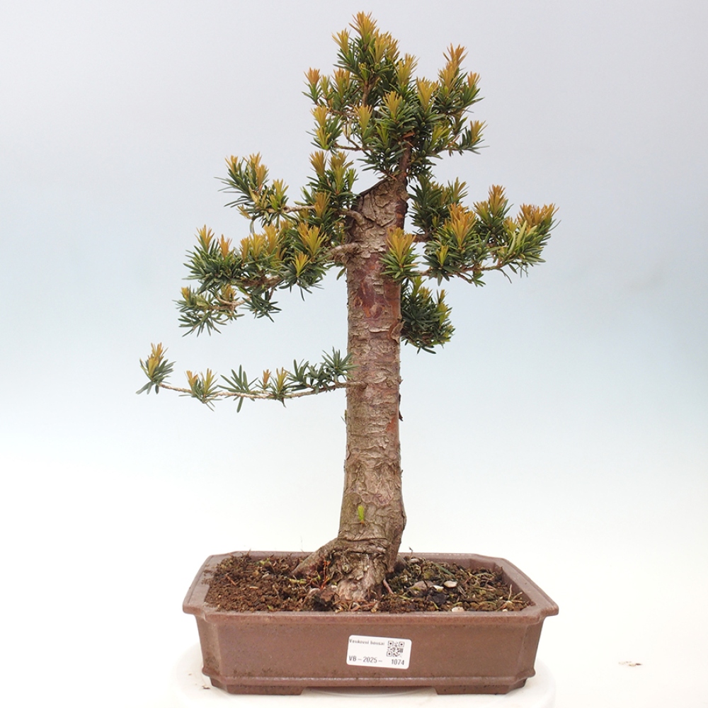 Bonsai da esterno - Taxus cuspidata - Tasso giapponese