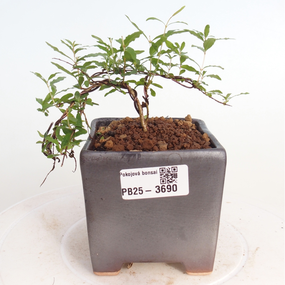 Camera bonsai-PUNICA granatum nana-Mela granata