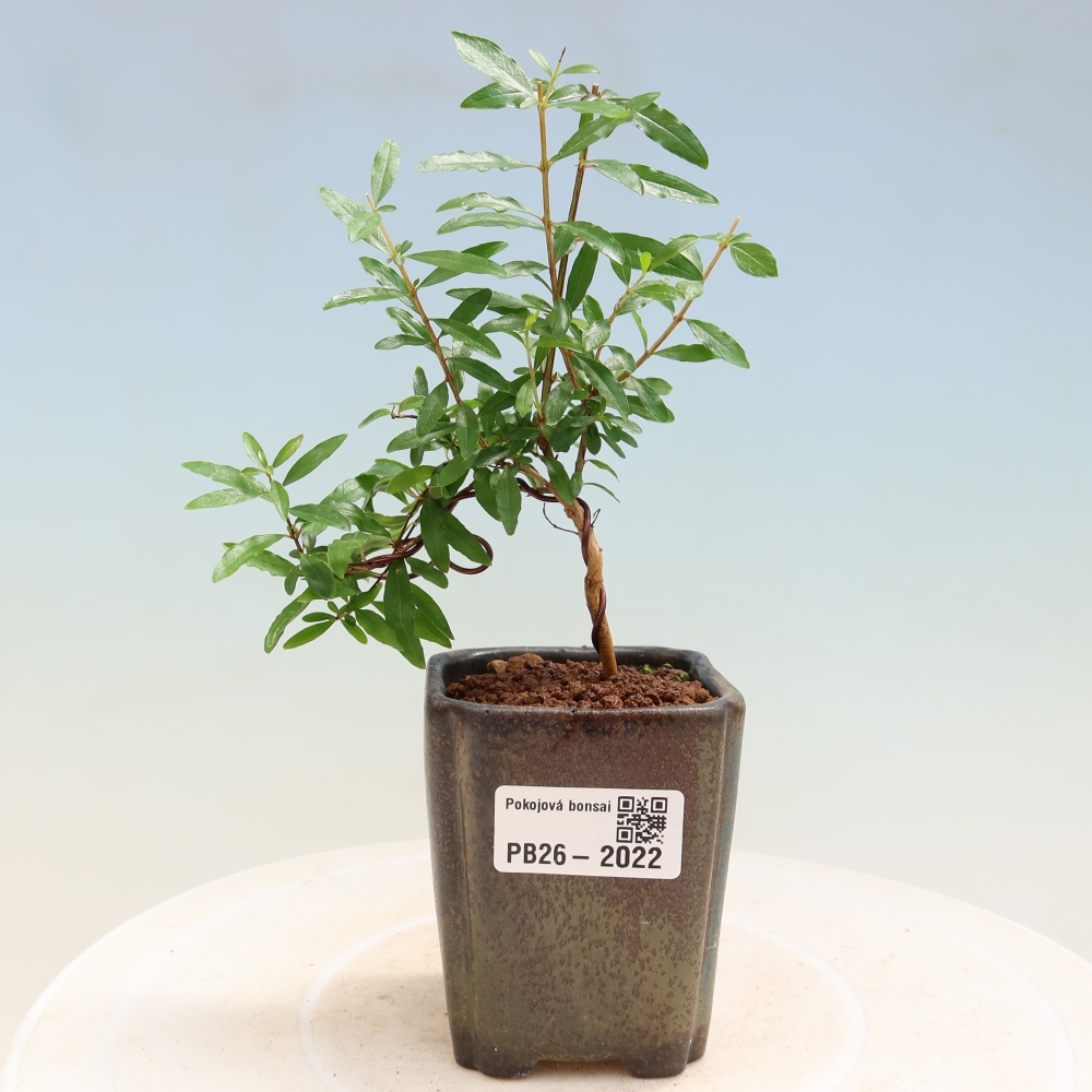Camera bonsai-PUNICA granatum nana-Mela granata