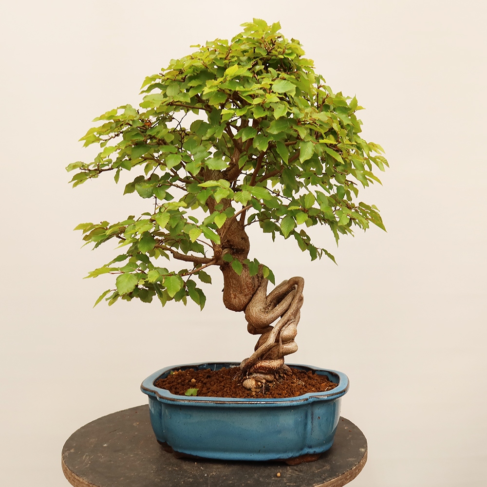 Bonsai da esterno -Carpinus Coreana - Carpino coreano
