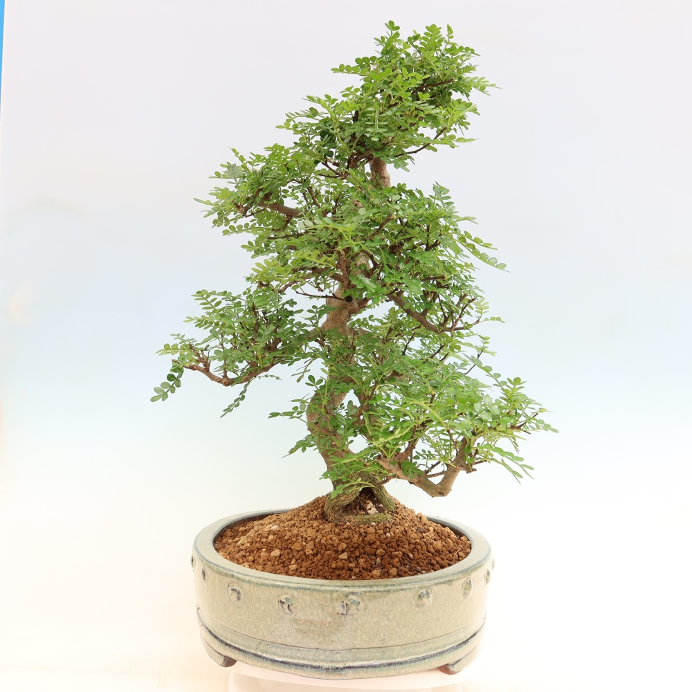 Camera bonsai - Zantoxylum piperitum - albero del pepe
