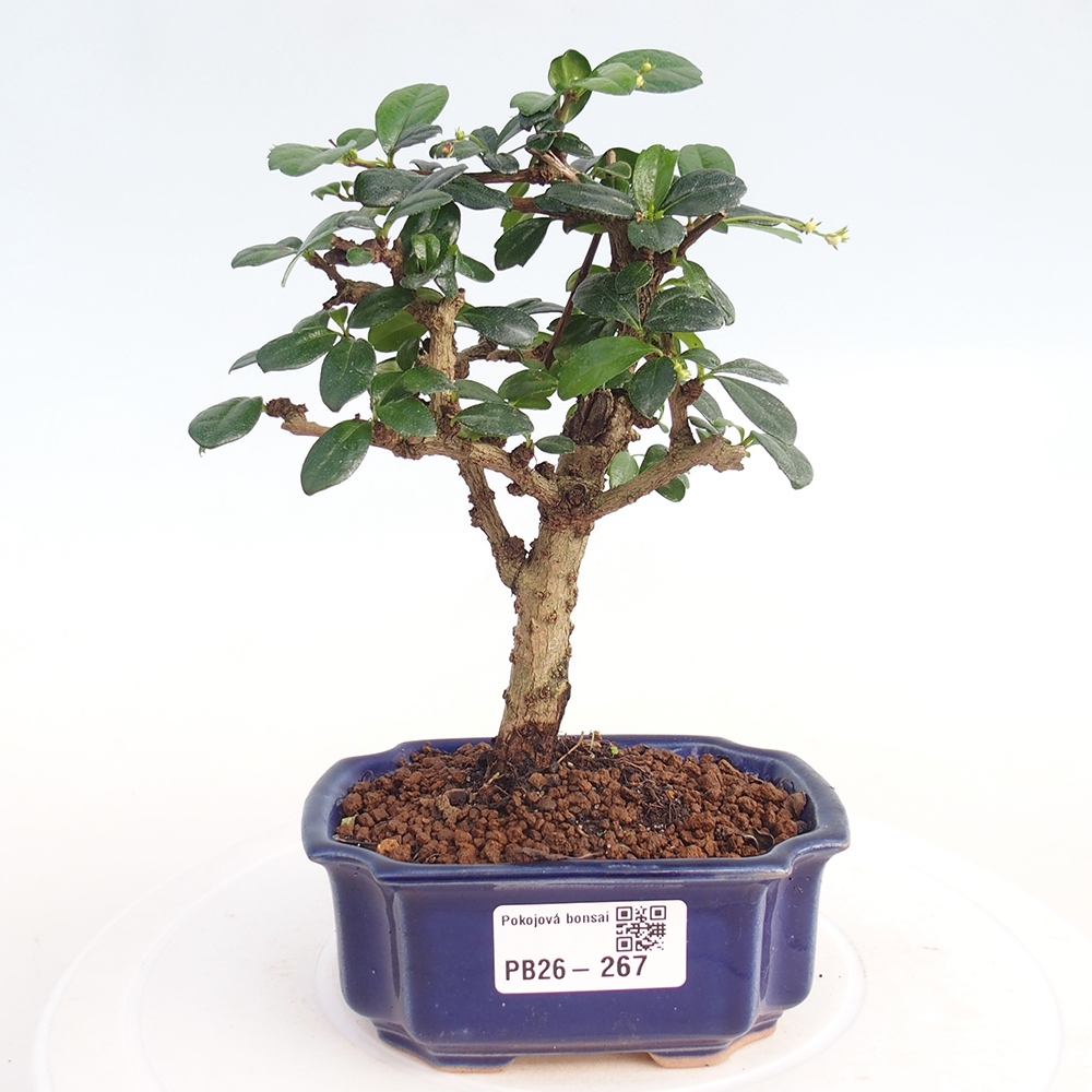 Camera bonsai - Carmona macrophylla - Tea fuki