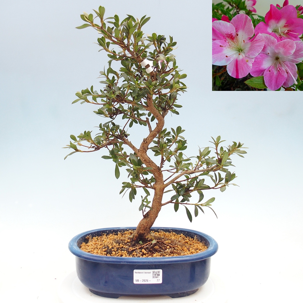 Bonsai da esterno - Azalea giapponese - Azalea Reiko