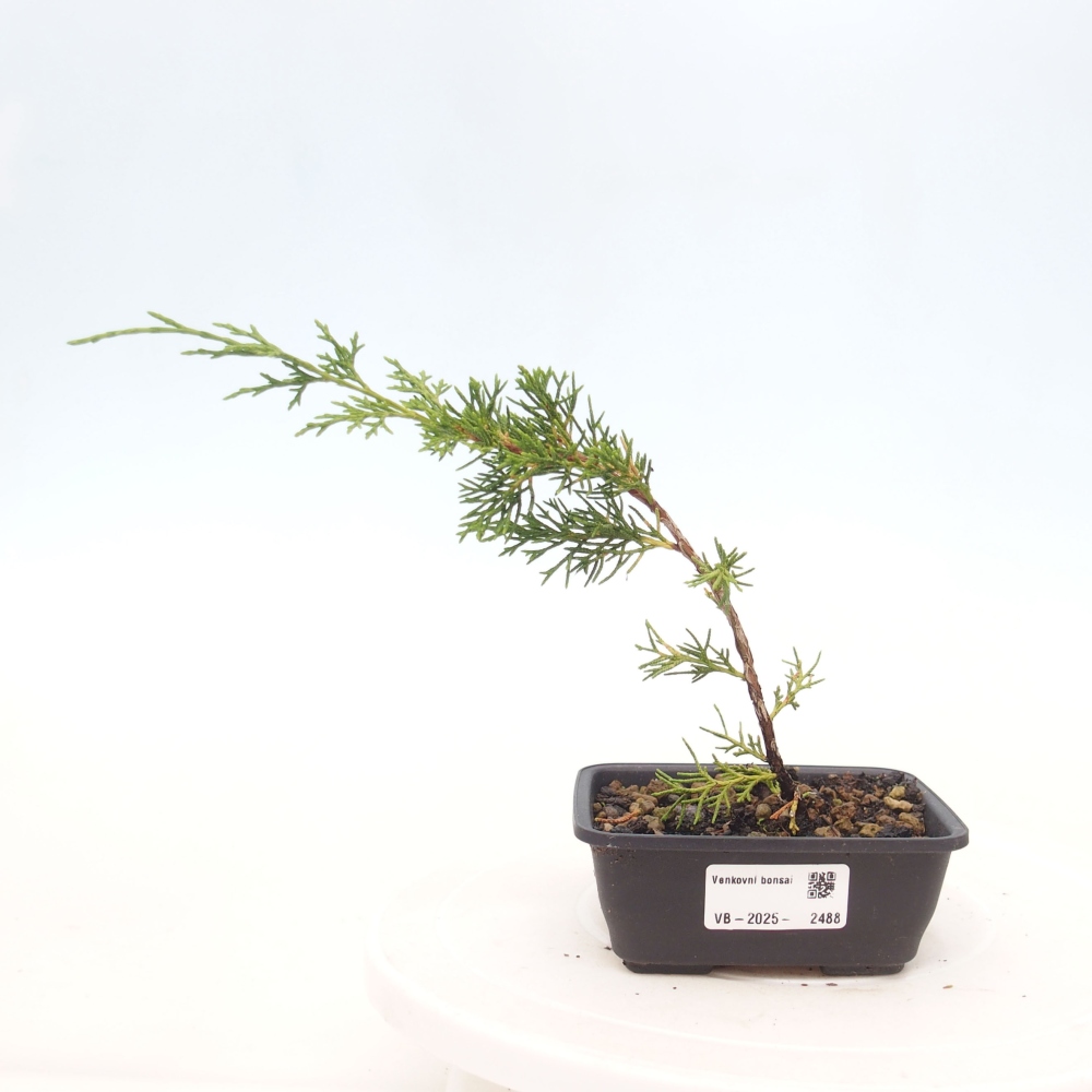 Bonsai da esterno - Juniperus chinensis Itoigawa