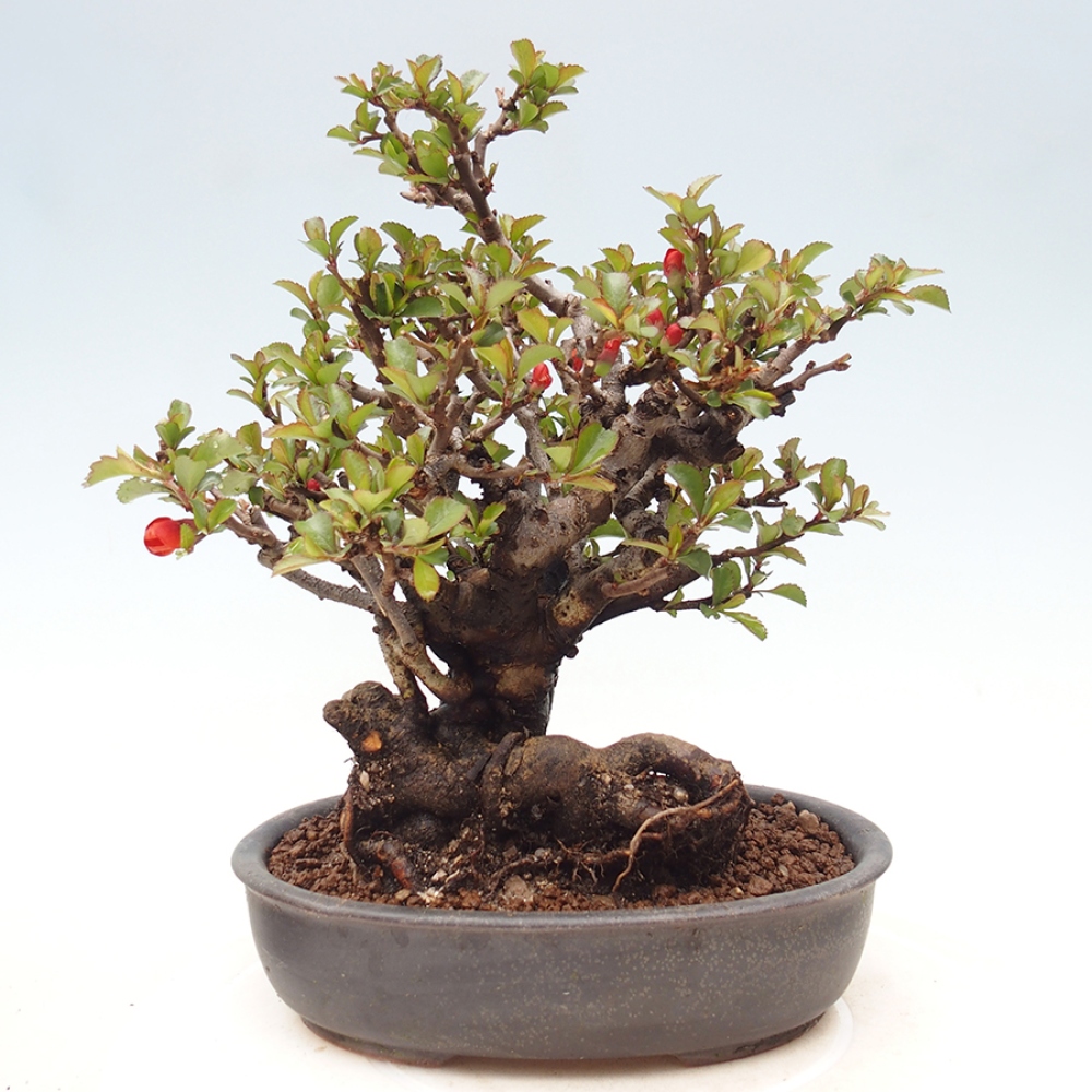 Bonsai da esterno - Chaneomeles speciosa - Cotogno