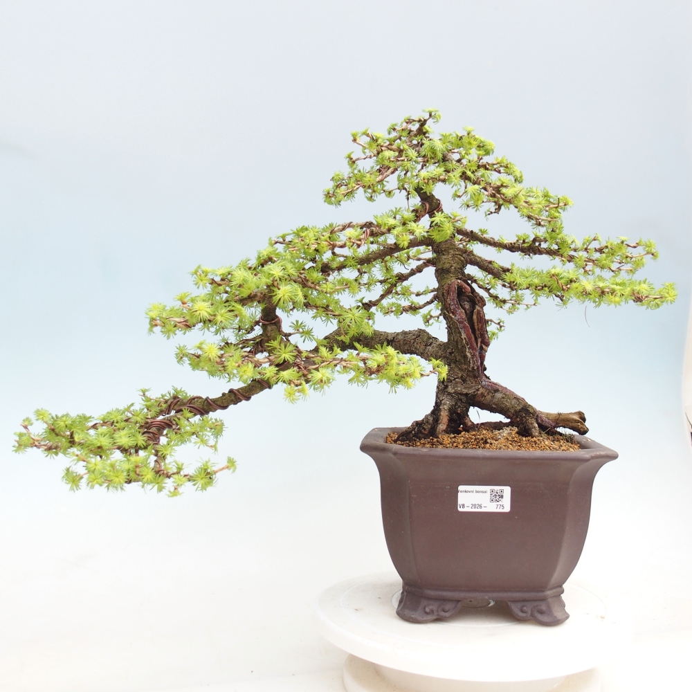 Bonsai da esterno -Larix decidua - Larice