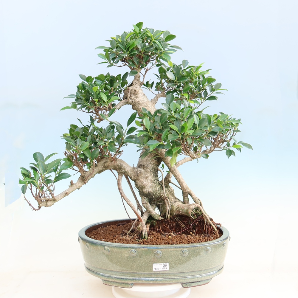 Camera bonsai - Ficus kimmen - ficus a foglie piccole