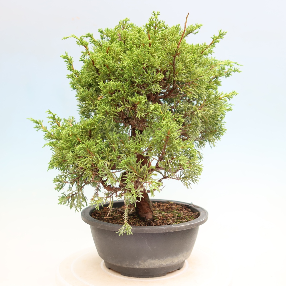 Bonsai da esterno - Juniperus chinensis Itoigawa-Juniperus chinensis