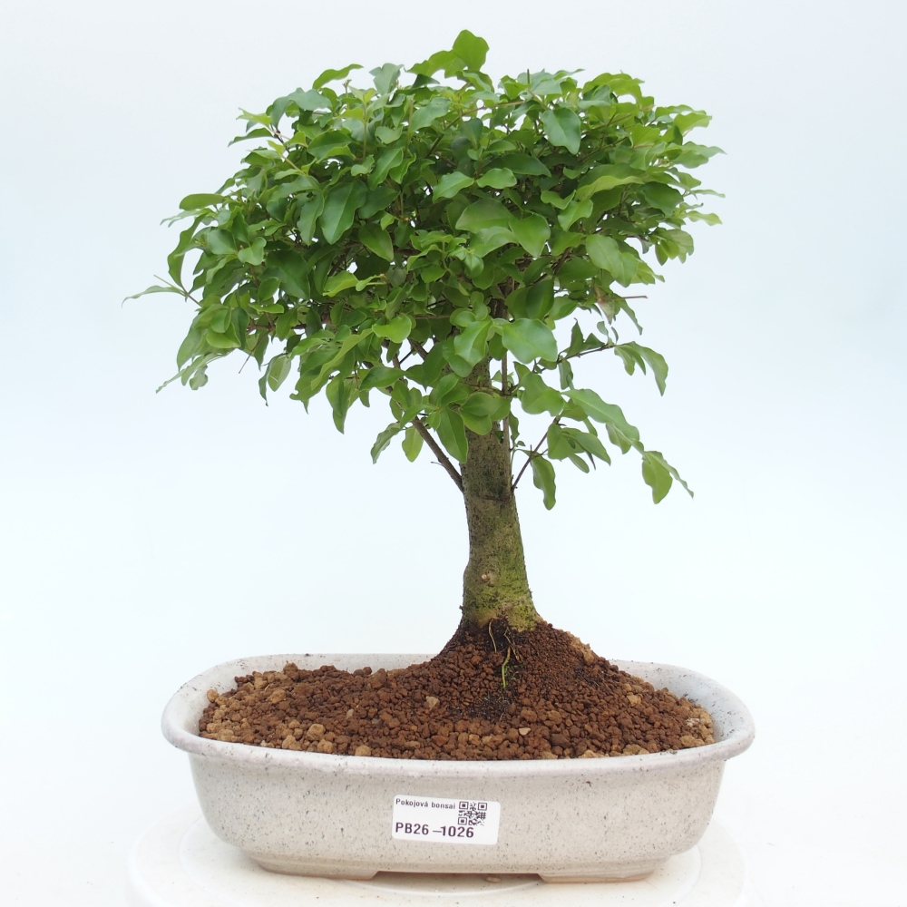 Camera bonsai -Ligustrum chinensis - Becco d'uccello