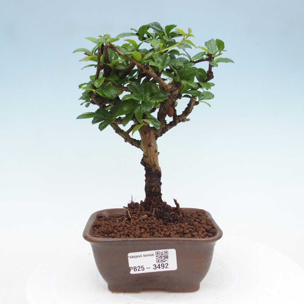 Camera bonsai - Carmona macrophylla - Tea fuki