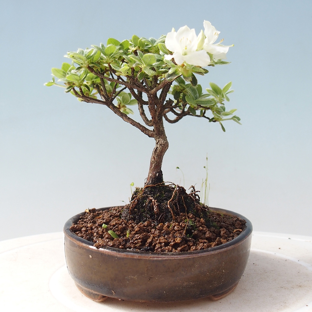 Bonsai da esterno - Rhododendron indicum - Azalea giapponese