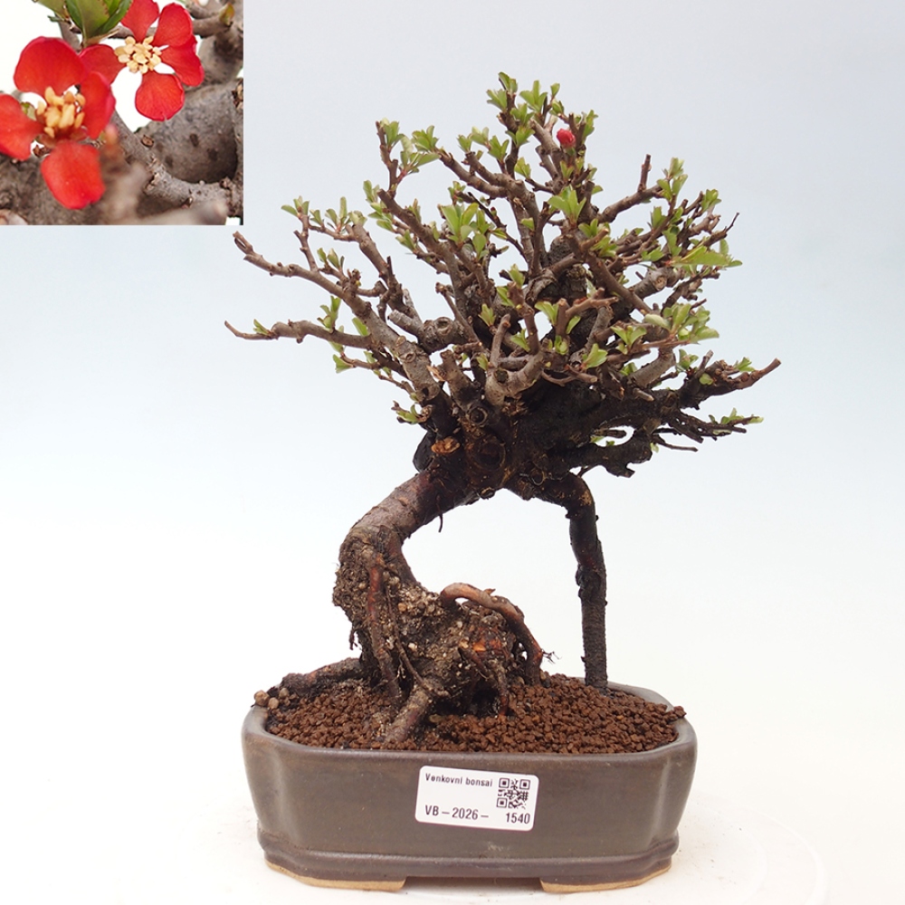 Bonsai da esterno - Chaneomeles speciosa - Cotogno