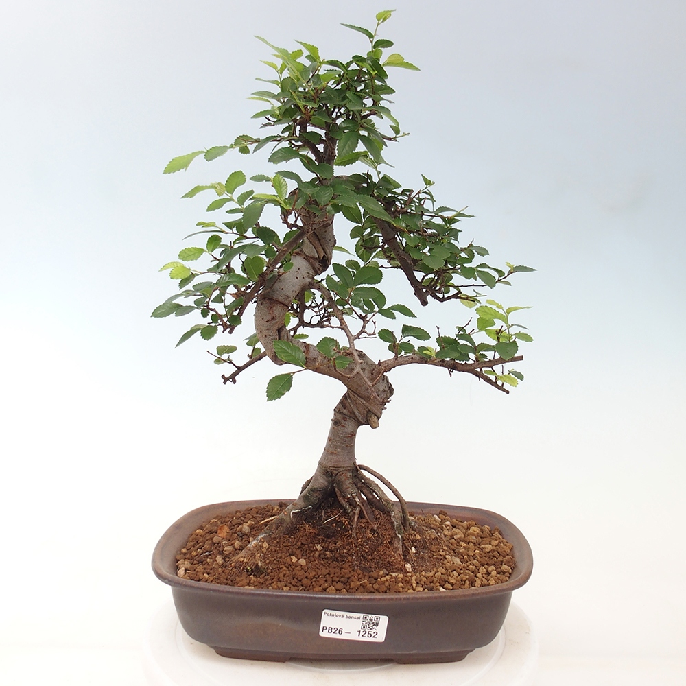 Camera bonsai - Ulmus parvifolia - Olmo a foglie piccole