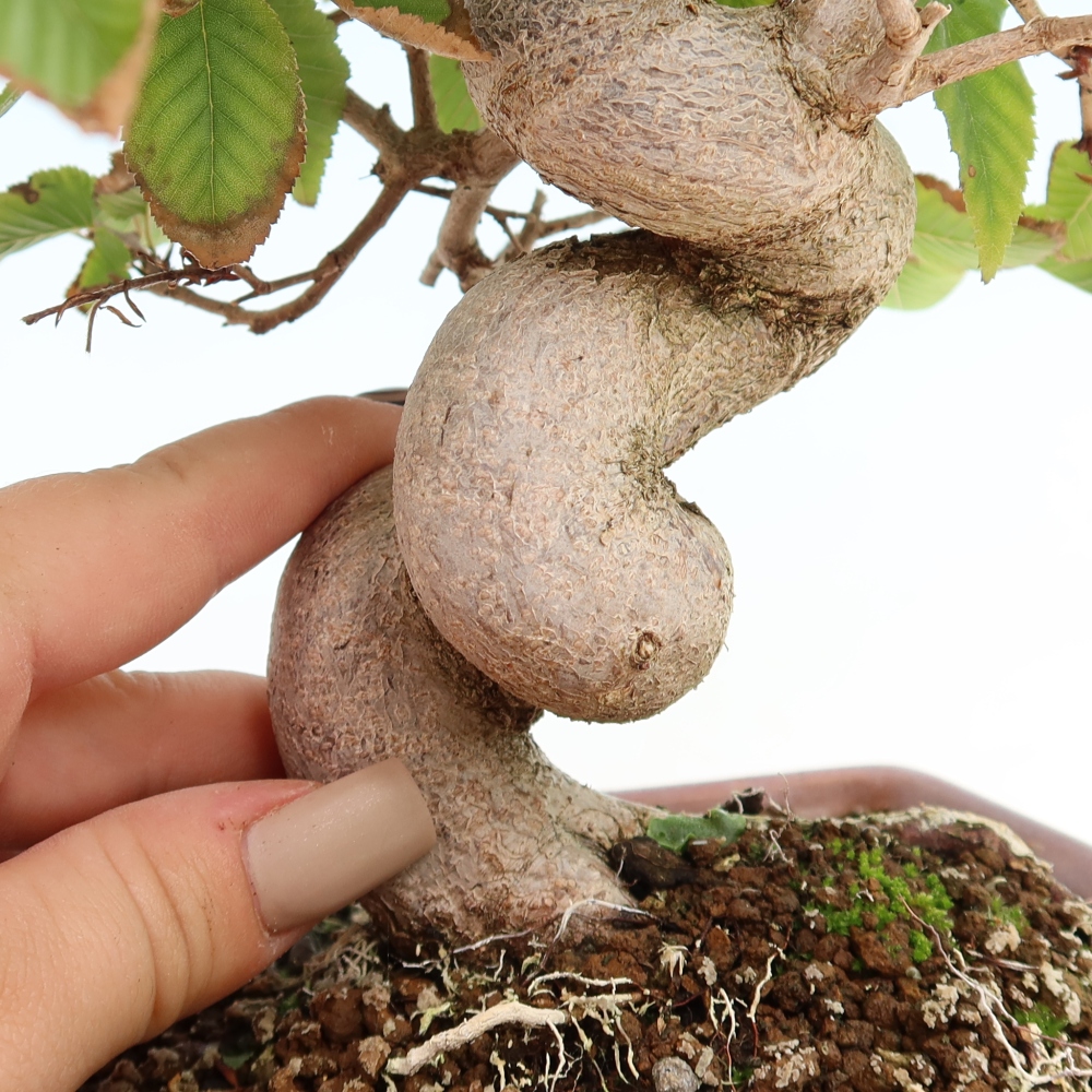 Bonsai da esterno -Carpinus CARPINOIDES - Carpino coreano